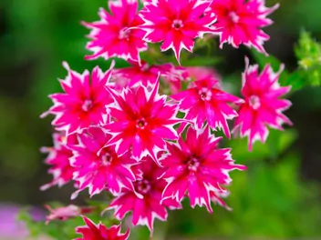 Floks gwiaździsty - zdjęcie 2