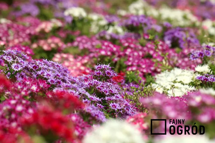 Floks gwiaździsty Floks gwiaździsty