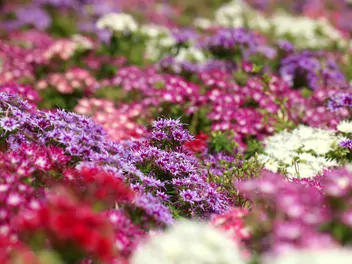 Floks gwiaździsty - zdjęcie 3