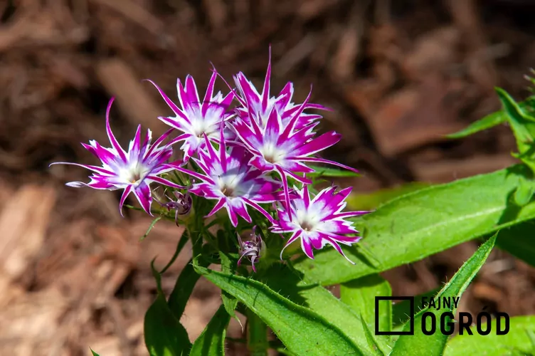 Floks gwiaździsty Floks gwiaździsty