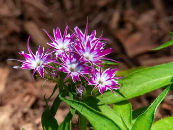 Floks gwiaździsty - zdjęcie 4