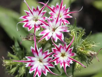 Floks gwiaździsty - zdjęcie 5