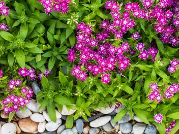 Zdjęcie ilustrujące floks gwiaździsty