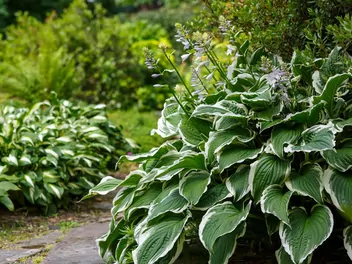 Funkia 'Patriot' - zdjęcie 2