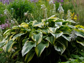 Funkia 'Patriot' - zdjęcie 3