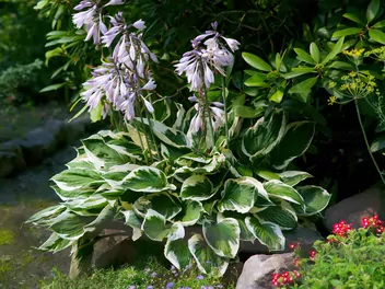 Funkia 'Patriot' - zdjęcie 5