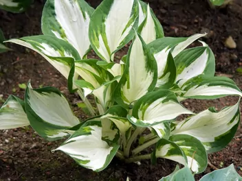 Zdjęcie ilustrujące funkia 'patriot'