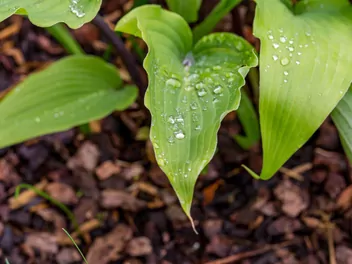 Funkia lancetolistna 'Red October' - zdjęcie 2