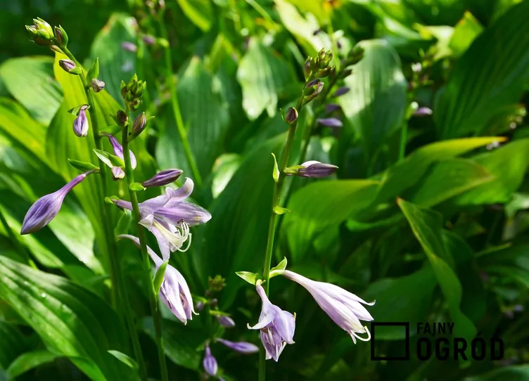 Funkia 'Red October'