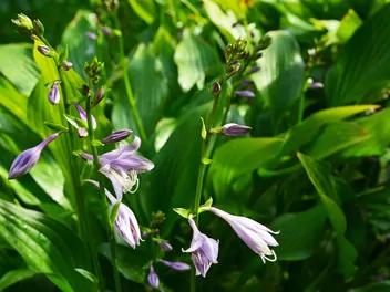 Funkia lancetolistna 'Red October' - zdjęcie 3