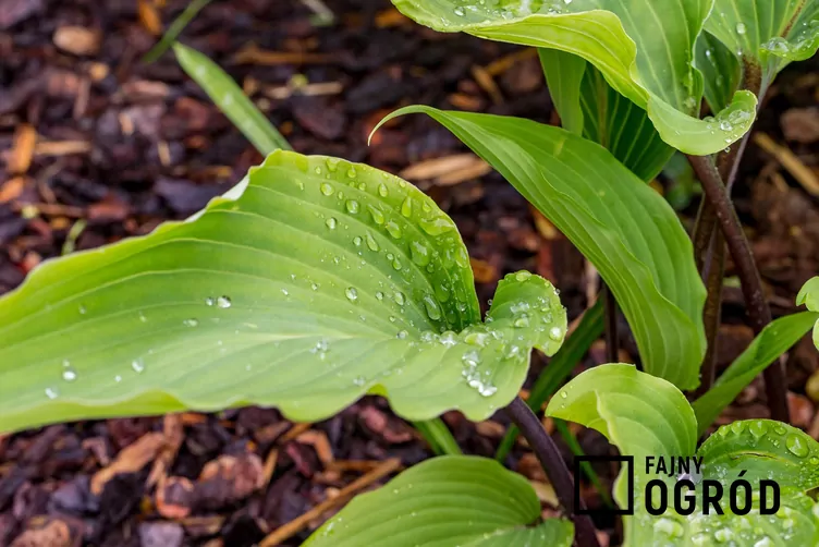 Funkia lancetolistna 'Red October'