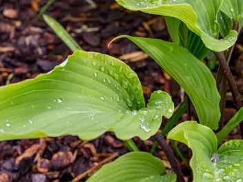 Zdjęcie ilustrujące funkia lancetolistna 'red october'