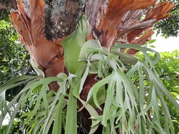 Płaskla łosioroga - zdjęcie 2