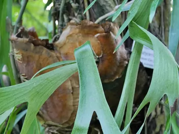 Płaskla łosioroga - zdjęcie 3