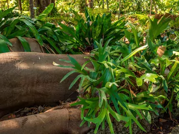 Płaskla łosioroga - zdjęcie 4