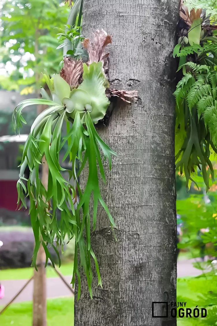 Płaskla łosioroga - zdjęcie 5