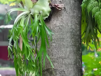 Płaskla łosioroga - zdjęcie 5