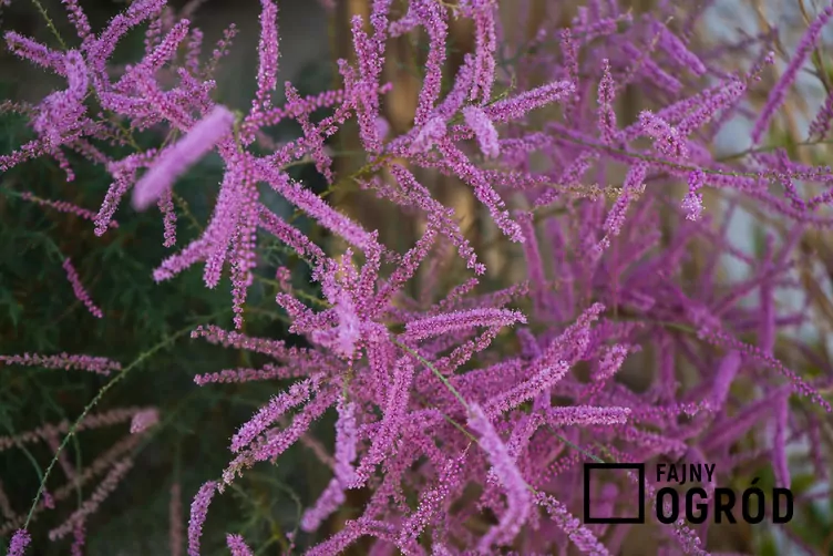 Tamaryszek rozgałęziony