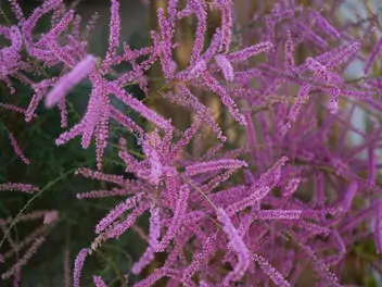 Ilustracja rośliny tamaryszek rozgałęziony