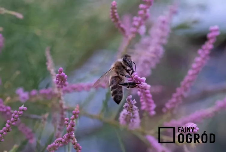 Tamaryszek odeski Tamaryszek odeski