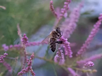Tamaryszek rozgałęziony - zdjęcie 2
