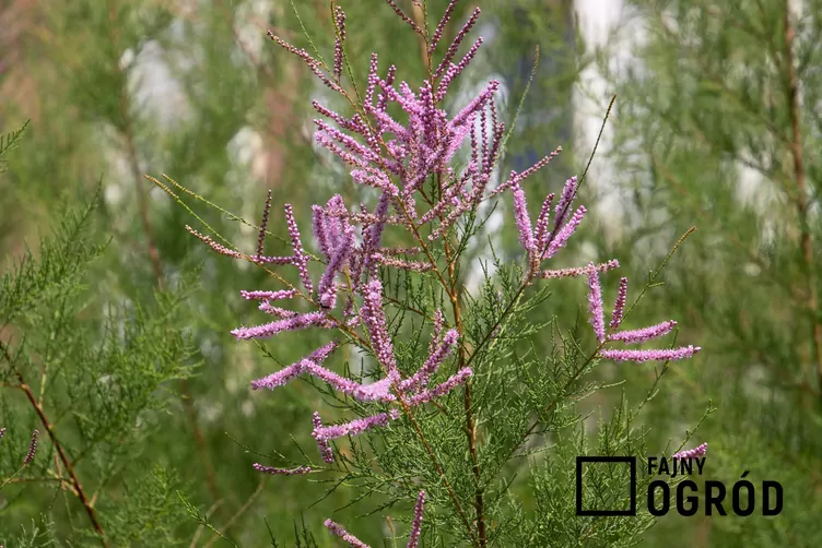 Tamaryszek pięciopręcikowy Tamaryszek pięciopręcikowy