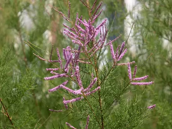 Tamaryszek rozgałęziony - zdjęcie 3