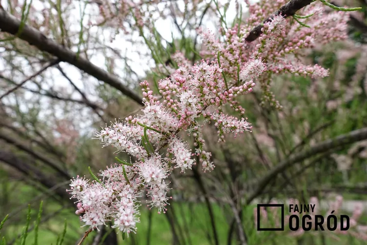 Tamaryszek rozgałęziony Tamaryszek rozgałęziony