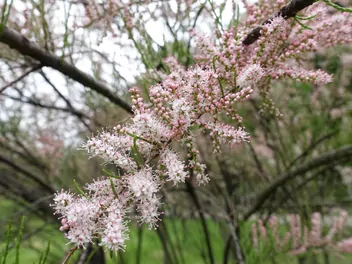 Tamaryszek rozgałęziony - zdjęcie 4