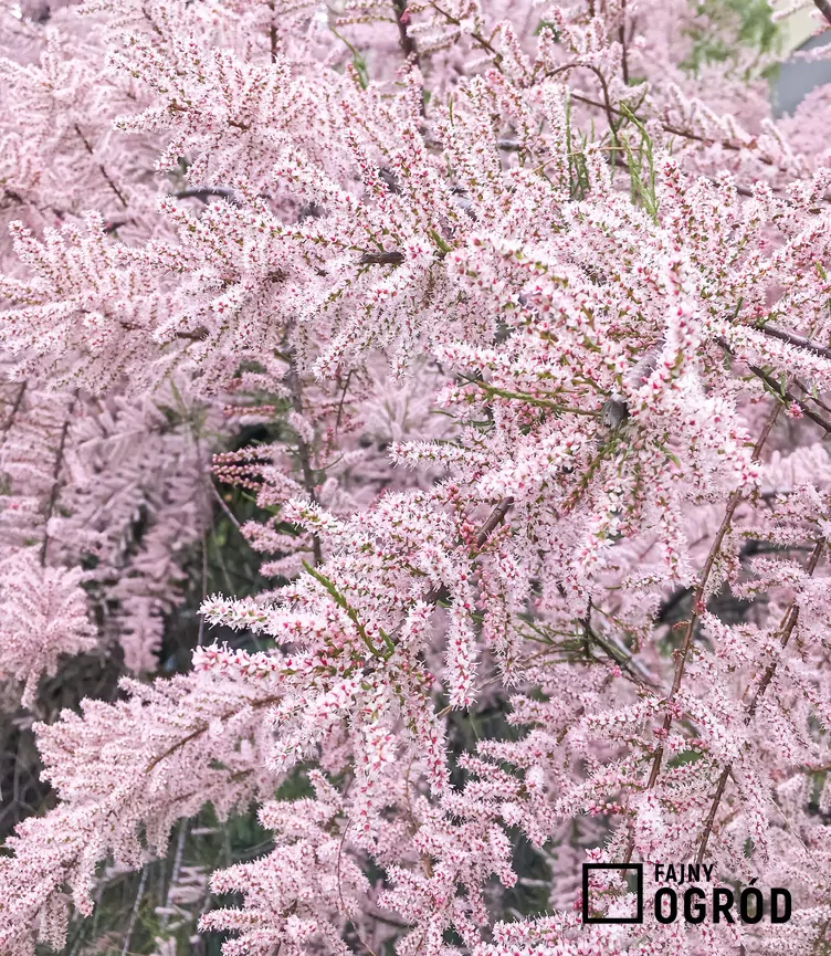 Tamaryszek rozgałęziony - zdjęcie 5 Tamaryszek rozgałęziony - zdjęcie 5