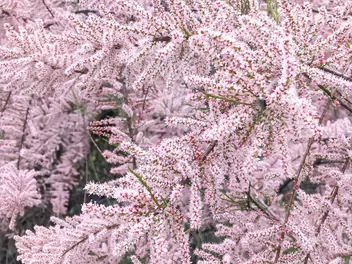 Tamaryszek rozgałęziony - zdjęcie 5