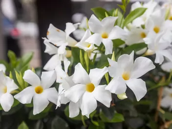 Ilustracja rośliny mandewilla mleczna