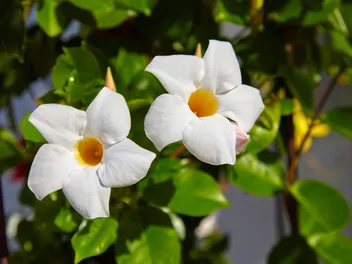 Mandewilla mleczna - zdjęcie 2