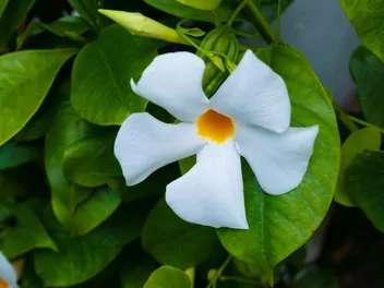 Mandewilla mleczna - zdjęcie 3