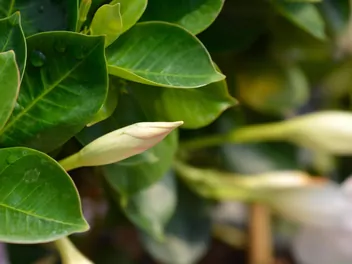 Mandewilla mleczna - zdjęcie 4