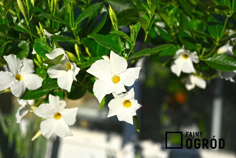 Mandewilla mleczna - zdjęcie 5