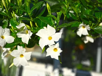 Mandewilla mleczna - zdjęcie 5