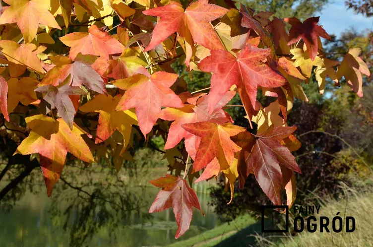 Platan klonolistny 'Aplphen's Globe'