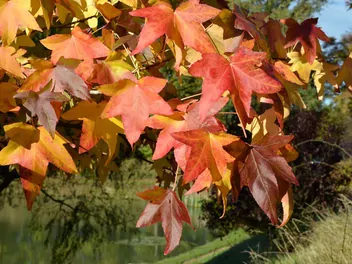 Zdjęcie ilustrujące platan klonolistny 'aplphen's globe'
