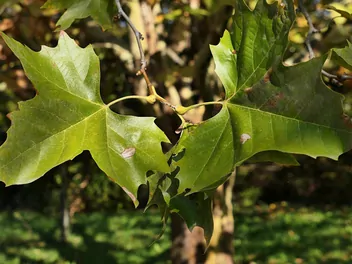 Platan klonolistny 'Aplphen's Globe' - zdjęcie 2