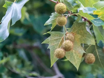 Platan klonolistny 'Aplphen's Globe' - zdjęcie 3