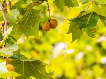 Platan klonolistny 'Aplphen's Globe' - zdjęcie 4