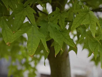 Platan klonolistny 'Aplphen's Globe' - zdjęcie 5