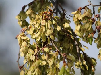 Ilustracja rośliny wiąz amerykański