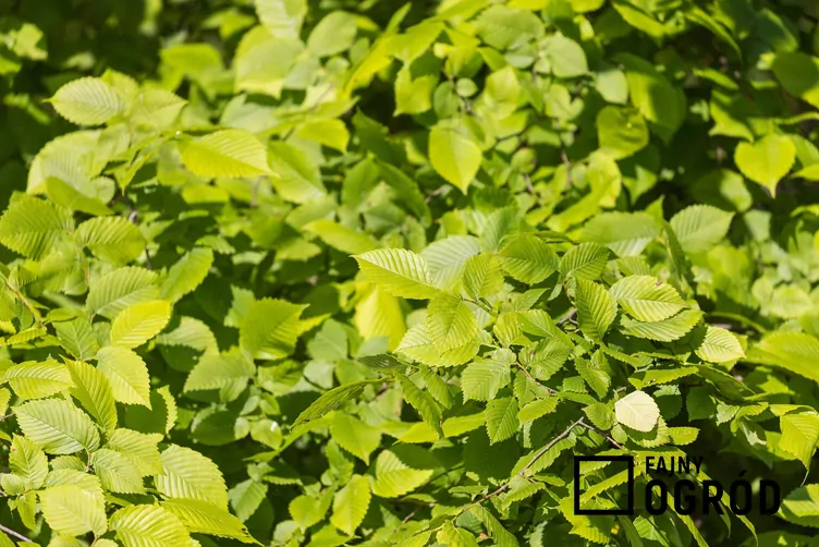 Biały wiąz Biały wiąz