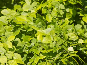 Wiąz amerykański - zdjęcie 2