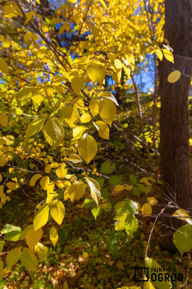 Wiąz amerykański Wiąz amerykański