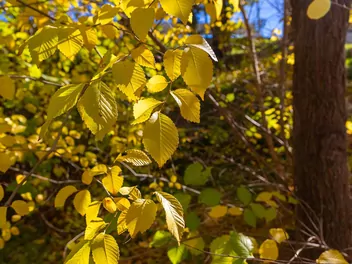 Wiąz amerykański - zdjęcie 3