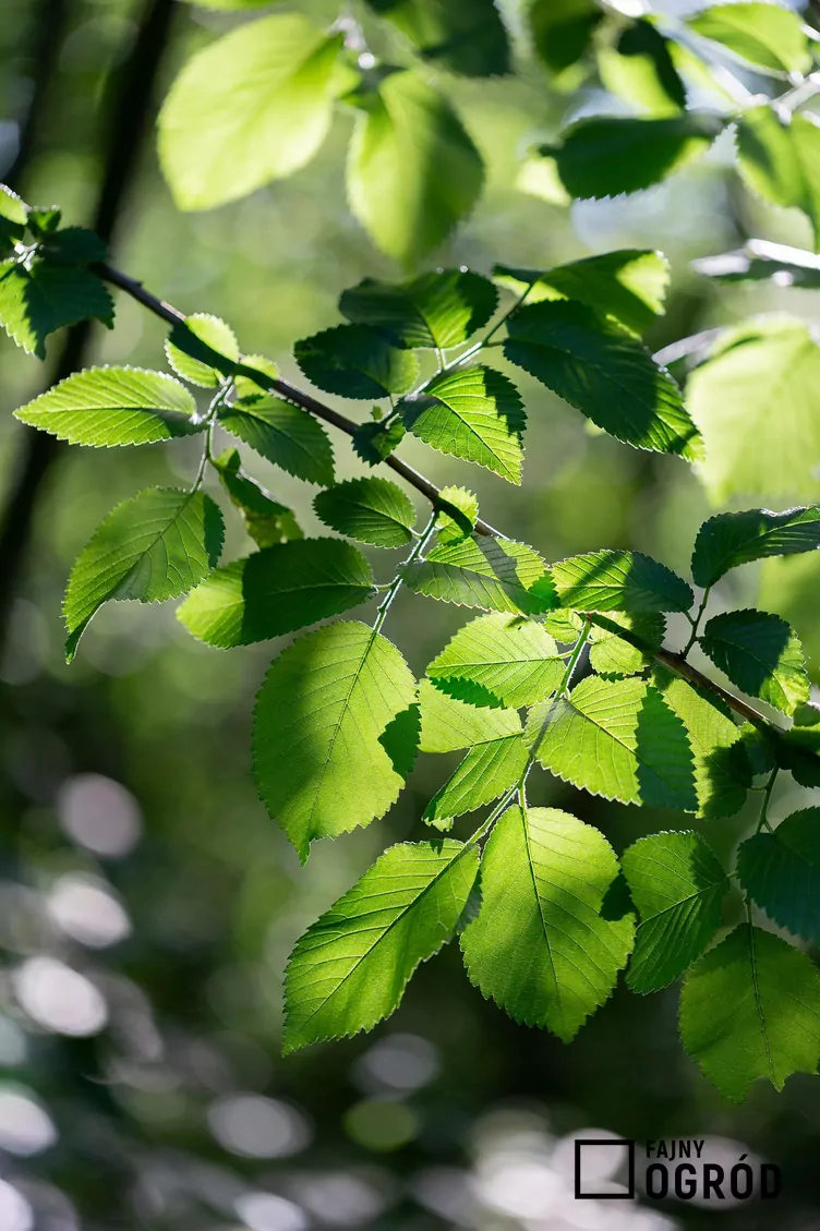 Wiąz amerykański Wiąz amerykański