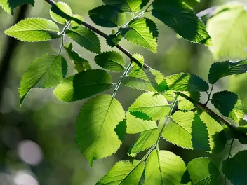 Wiąz amerykański - zdjęcie 4